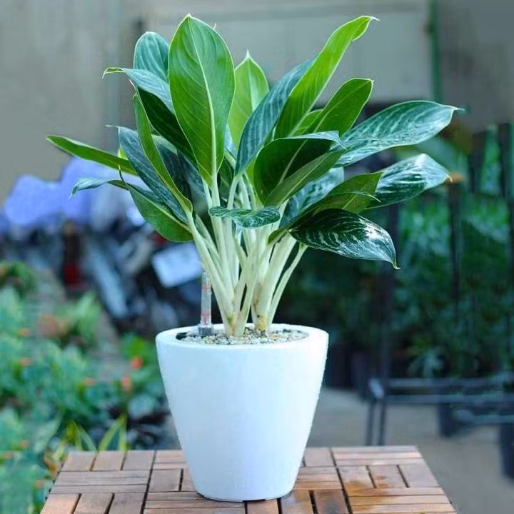 8 loai cay phong thuy dem den may man, tai loc cho nguoi menh Kim-Hinh-6