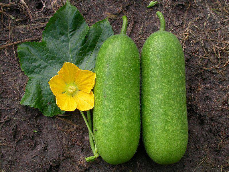 Nhiều lợi ích tuyệt vời cho sức khoẻ của quả bí đao Nhieu loi ich tuyet voi cho suc khoe cua qua bi dao