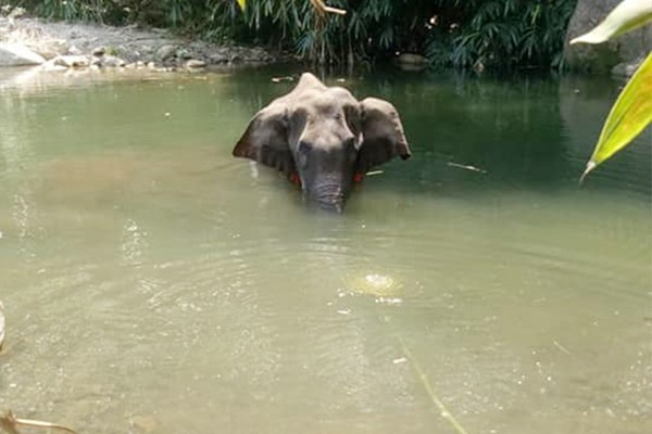 Voi mẹ chết vì ăn phải dứa nhồi pháo: Hé lộ sự thật? Voi me chet vi an phai dua nhoi phao: He lo su that?