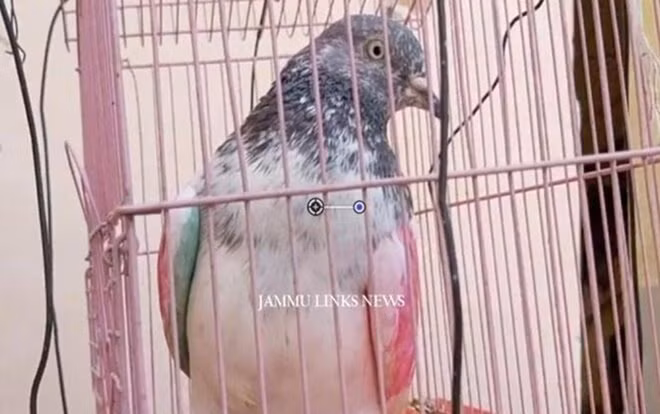 Bi ket toi gian diep, chim bo cau chiu hinh phat giam giu