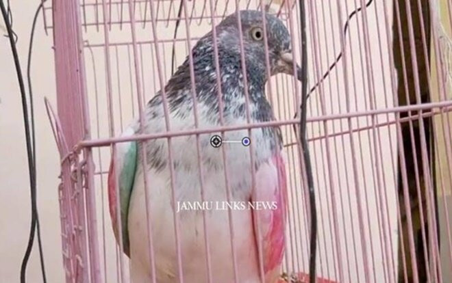 Bị kết tội gián điệp, chim bồ câu chịu hình phạt giam giữ ảnh 2