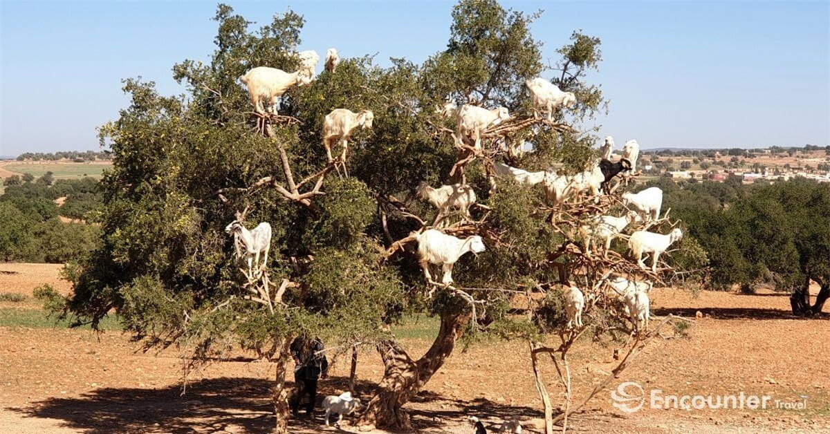 Su that dang buon dang sau nhung con de biet leo cay-Hinh-4