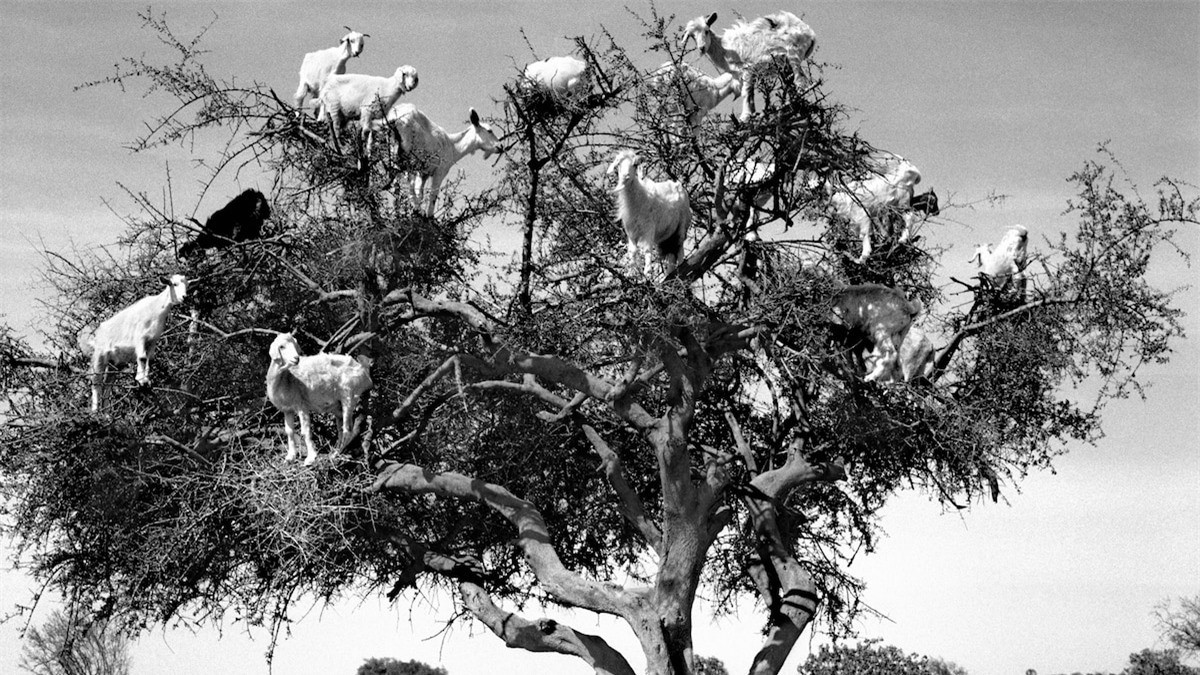 Su that dang buon dang sau nhung con de biet leo cay