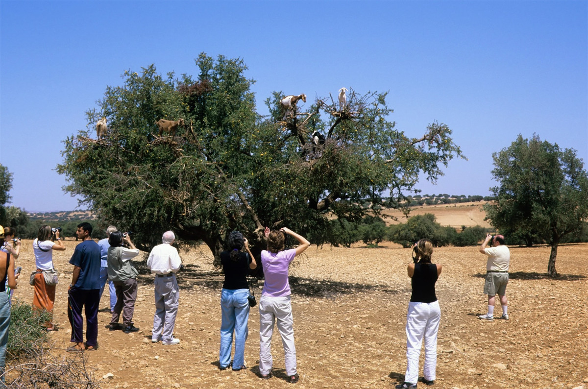 Su that dang buon dang sau nhung con de biet leo cay-Hinh-5
