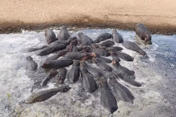 Du ha ma co dang yeu den dau, van la nhung ke giet nguoi dang so!-Hinh-3