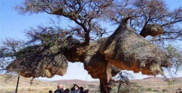 To chim lon nhat the gioi, khong ai dam lay trung ra-Hinh-2