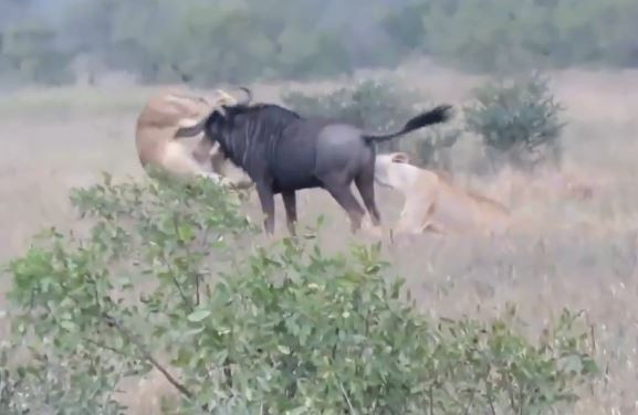 Bi ke thu ghi chat, linh duong phan cong huc thung bung ke thu