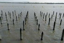 Gắn với các chiến thắng huyền thoại trên sông Bạch Đằng, các bãi cọc gỗ đã trở thành thứ vũ khí huyền thoại của người Việt. Lần đầu tiên, những chiếc cọc gỗ chôn vùi quân xâm lược là vào năm 938, khi vua Nam Hán phái thủy quân tràn vào nước ta qua ngả sông Bạch Đằng. Lần thứ 2 là vào năm 1288, khi danh tướng Trần Hưng Đạo áp dụng trận địa cọc ngầm của Ngô Quyền 350 năm trước để đại phá đạo thủy binh hùng mạnh của quân Nguyên.