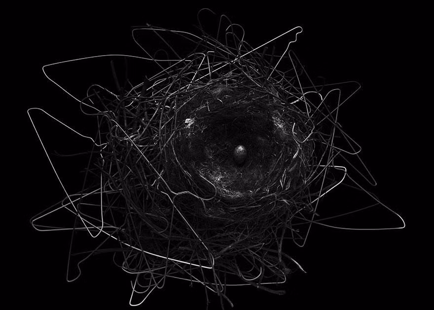 Bức ảnh thứ 2 đoạt Bằng Danh dự trong hạng mục thế giới tự nhiên chụp chiếc tổ quạ ở Tokyo được kết từ móc áo đẹp và độc đáo như một kiệt tác nghệ thuật.