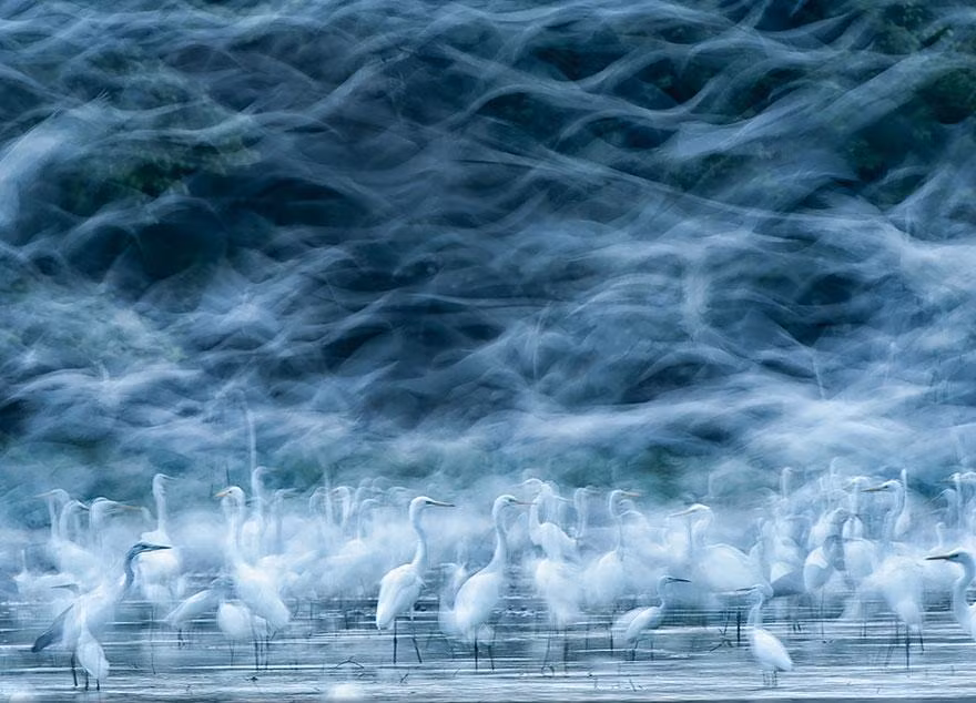 Các tác phẩm thắng giải, đoạt Bằng Danh dự trong hạng mục thế giới tự nhiên bao gồm bức ảnh mô tả đàn chim diệc trắng khổng lồ tuyệt đẹp tập trung kiếm ăn ở sông Danube ở Hungaria.