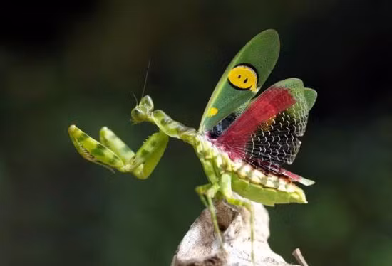 Bọ ngựa cánh xanh Creobroter germmata cũng sở hữu vẻ ngoài sắc sỡ gây “thương nhớ”