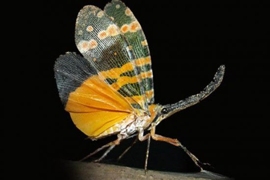 Loài ve sầu vòi voi cánh vàng sống nhiều ở khu vực Đồng Nai, Bình Phước