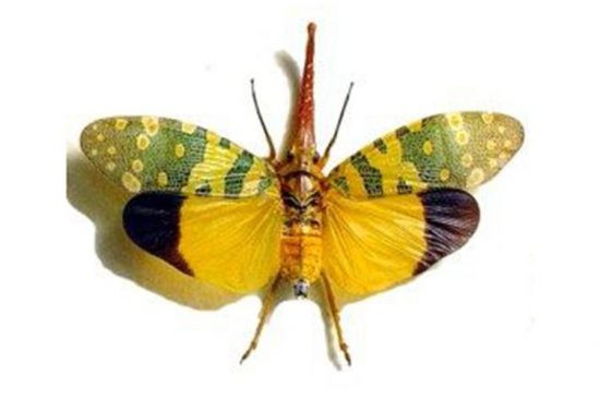 Chúng thường xuất hiện khi có những cơn mưa đầu mùa lúc trời tối tại các cánh rừng thường xanh