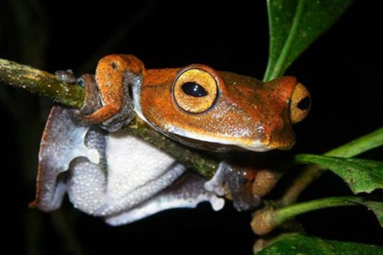 Ếch bay ma cà rồng (hay còn gọi là ếch cây ma cà rồng, tên khoa học là Rhacophorus vampyrus) là loài lưỡng cư đặc hữu của Việt Nam. Chúng được các nhà khoa học phát hiện vào cuối năm 2010.