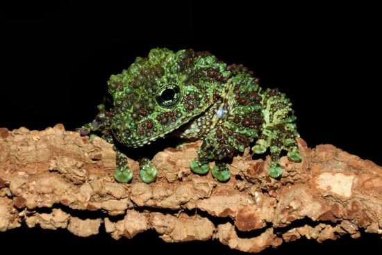 Tuy vậy ở Việt Nam, ếch rêu lại nằm trong danh sách những loài động vật nguy cấp cần được bảo vệ trong thiên nhiên.