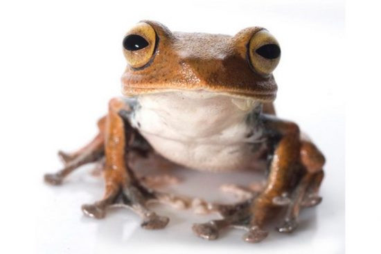 Cùng với một số loài ếch của Indonesia được phát hiện năm 2011, ếch bay ma cà rồng góp tên vào danh sách những loài ếch có “răng” hi hữu của thế giới