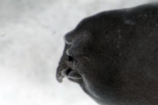 Chúng được gọi là ma cà rồng vì trong giai đoạn nòng nọc, miệng chúng có hai chiếc “răng nanh” màu đen thò ra trông giống hình tượng của quỷ hút máu. Hiện tại các nhà khoa học vẫn chưa xác định được chức năng của cặp răng nanh này.