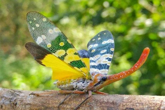 Ve sầu vòi voi cánh vàng Pyrops caldelaria sở hữu chiếc “vòi voi” rất dài mọc ra trên đầu cùng đôi cánh rực rỡ như cánh bướm được coi là một trong những kiệt tác của tự nhiên