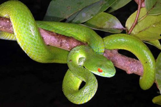 Đúng như tên gọi của mình, ngoại hình của loài rắn này gây ấn tượng mạnh mẽ với thị giác con người bằng đôi mắt đỏ long lanh như hồng ngọc nổi bật trên lớp vẩy màu là cây xanh biếc