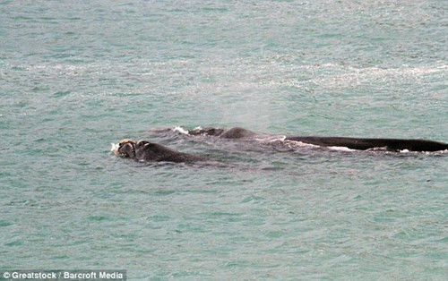 May mắn thay, cá voi sau đó đã bất ngờ quyết định đổi hướng và bơi trở lại biển.