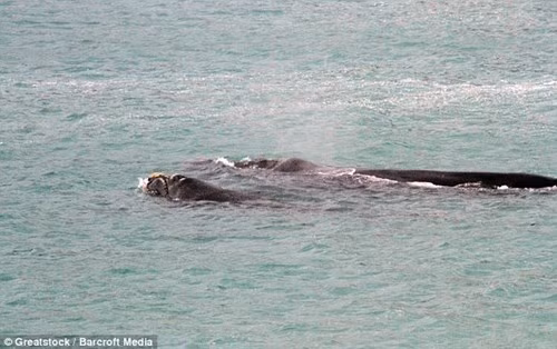 May mắn thay, cá voi sau đó đã bất ngờ quyết định đổi hướng và bơi trở lại biển.