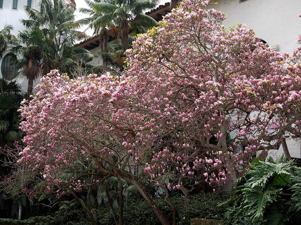  Ngoài ra hoa mộc lan còn là biểu tượng cho sự giàu sang, quý phái nên khi nhìn vào cây hoa này các vị khách ghé thăm nhà cũng biết được quyền lực của chủ nhà. Ảnh minh họa sbbeautiful 