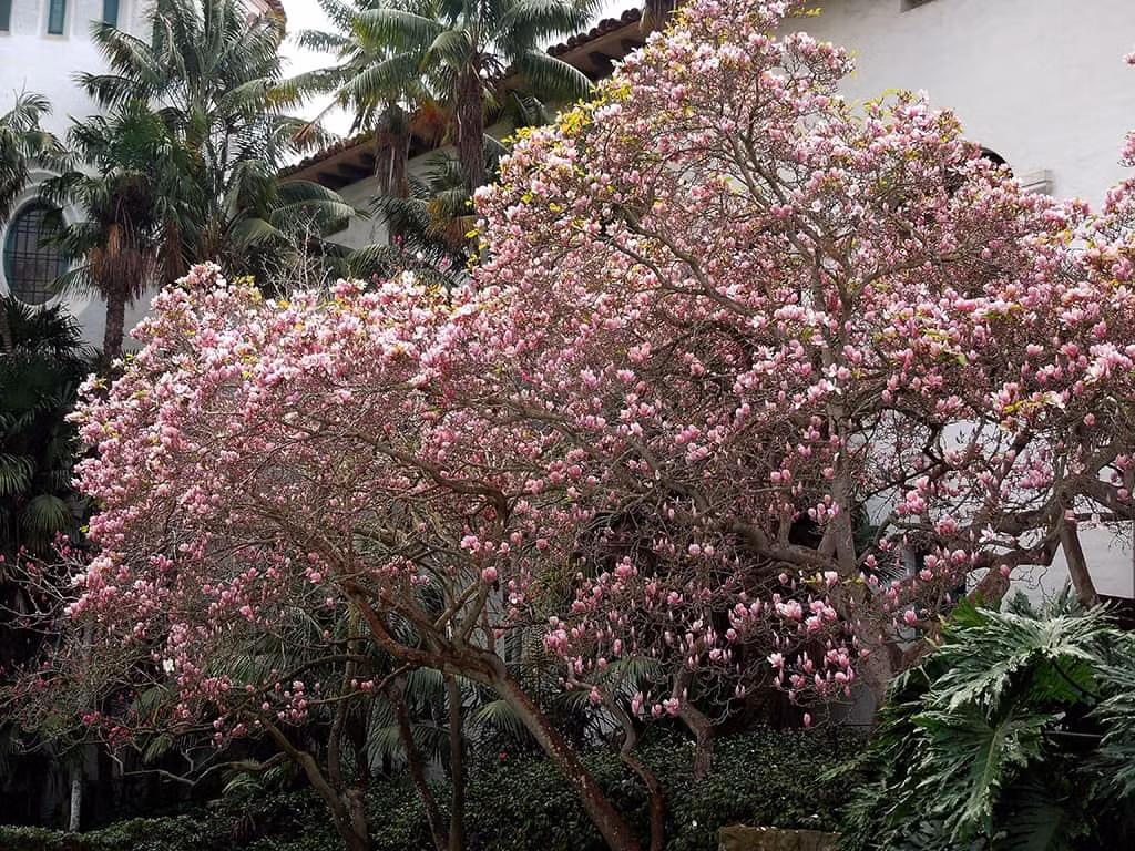  Ngoài ra hoa mộc lan còn là biểu tượng cho sự giàu sang, quý phái nên khi nhìn vào cây hoa này các vị khách ghé thăm nhà cũng biết được quyền lực của chủ nhà. Ảnh minh họa sbbeautiful 