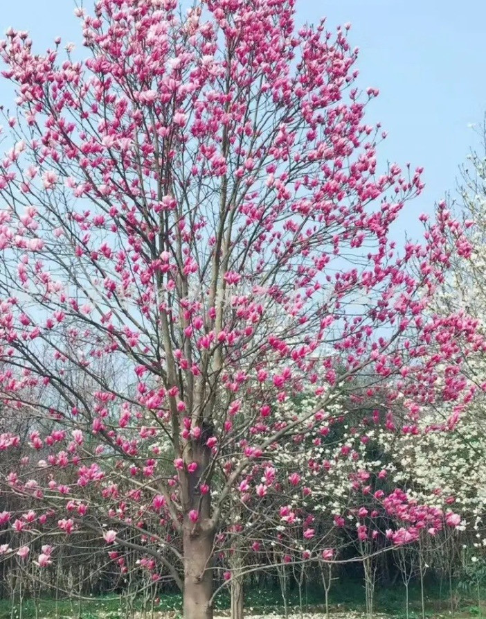  Sự tương phản tạo nên ánh sáng rực rỡ khiến không ai có thể bỏ qua. Vì hoa mộc lan to và nở đồng loạt cùng lúc, trước khi cây ra lá nên nó giống như một cây kem bông khổng lồ, lộng lẫy. Những bông hoa nở trên cành, với màu sắc độc đáo và quyến rũ. Trên cây, màu hồng và màu trắng đan xen, giống như những nàng tiên đang nhảy múa với làn sương nhẹ trong ánh bình minh. Ảnh minh họa Toutiao 