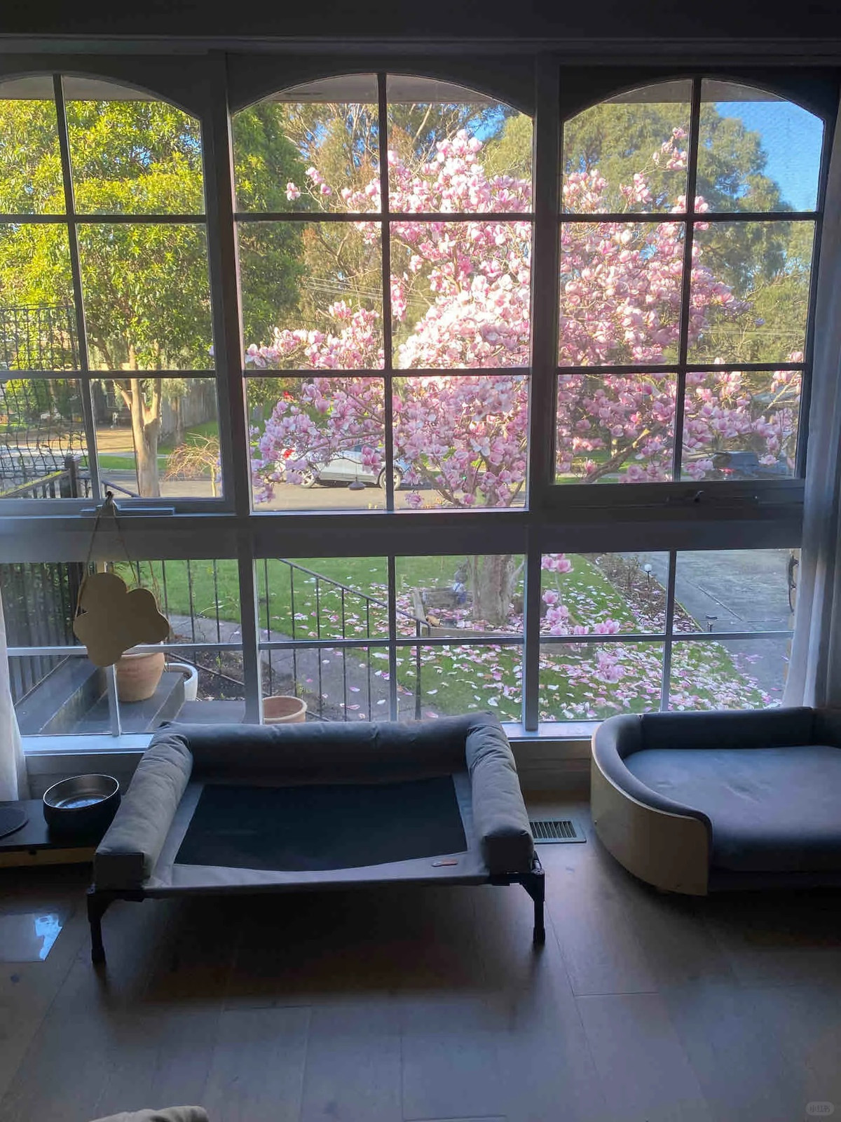 Những cánh hoa được xếp thành từng lớp, dày dặn và hoa văn phong phú, mỗi cánh hoa giống như một tác phẩm nghệ thuật được chạm khắc cẩn thận, mép hơi cong, toát ra vẻ mềm mại vô tình. Ảnh minh họa Toutiao