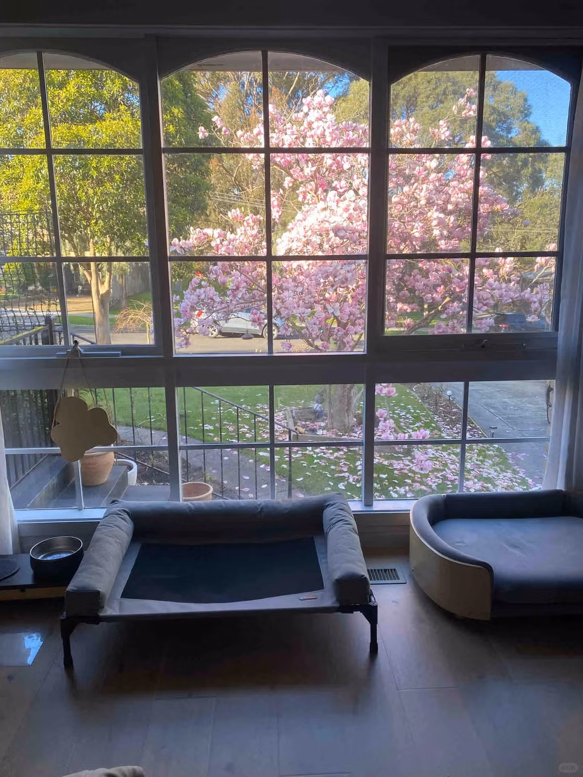 Những cánh hoa được xếp thành từng lớp, dày dặn và hoa văn phong phú, mỗi cánh hoa giống như một tác phẩm nghệ thuật được chạm khắc cẩn thận, mép hơi cong, toát ra vẻ mềm mại vô tình. Ảnh minh họa Toutiao