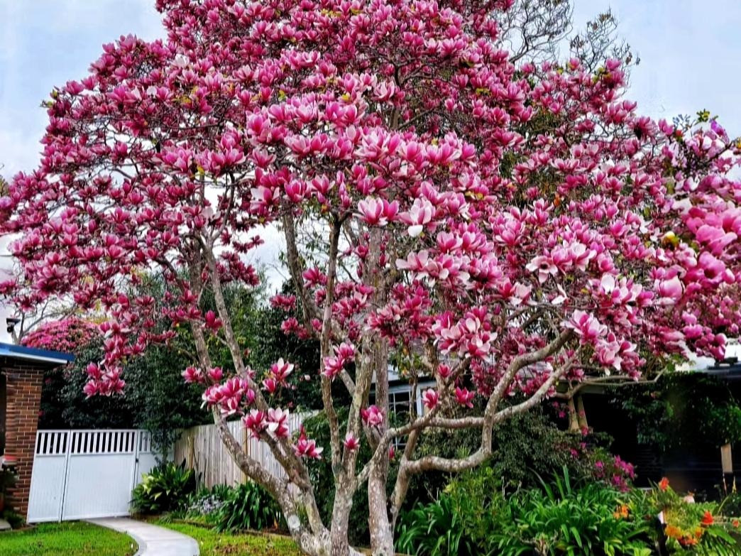  Một cơn gió nhẹ thổi qua, cành cây nhẹ nhàng đung đưa, tỏa ra hương thơm tươi mát và tao nhã. Nó không nồng nàn như hoa hồng, cũng không xa xôi như hoa nhài, nhưng nó có nét quyến rũ riêng khiến người ta cảm thấy thư thái, hạnh phúc, quên đi sự mệt mỏi. sự hối hả và nhộn nhịp của thế giới. Ảnh minh họa Toutiao