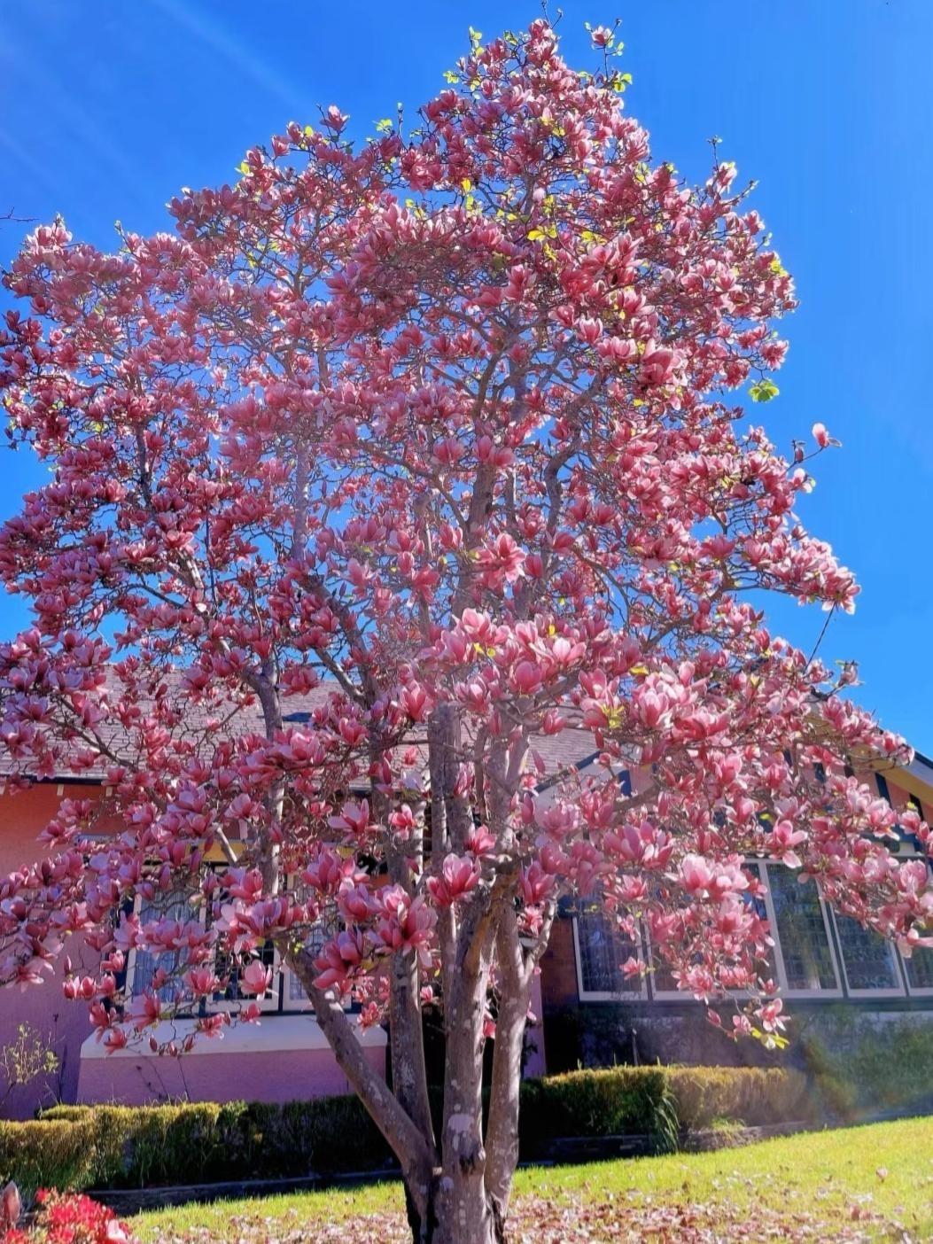 Đặc biệt là vào buổi chiều, những tia nắng dịu nhẹ chiếu lên những bông hoa này càng làm tăng thêm vẻ đẹp trong trẻo như pha lê, khắp cây hoa tỏa ra thứ ánh sáng dịu nhẹ và ấm áp. Ảnh minh họa Toutiao 