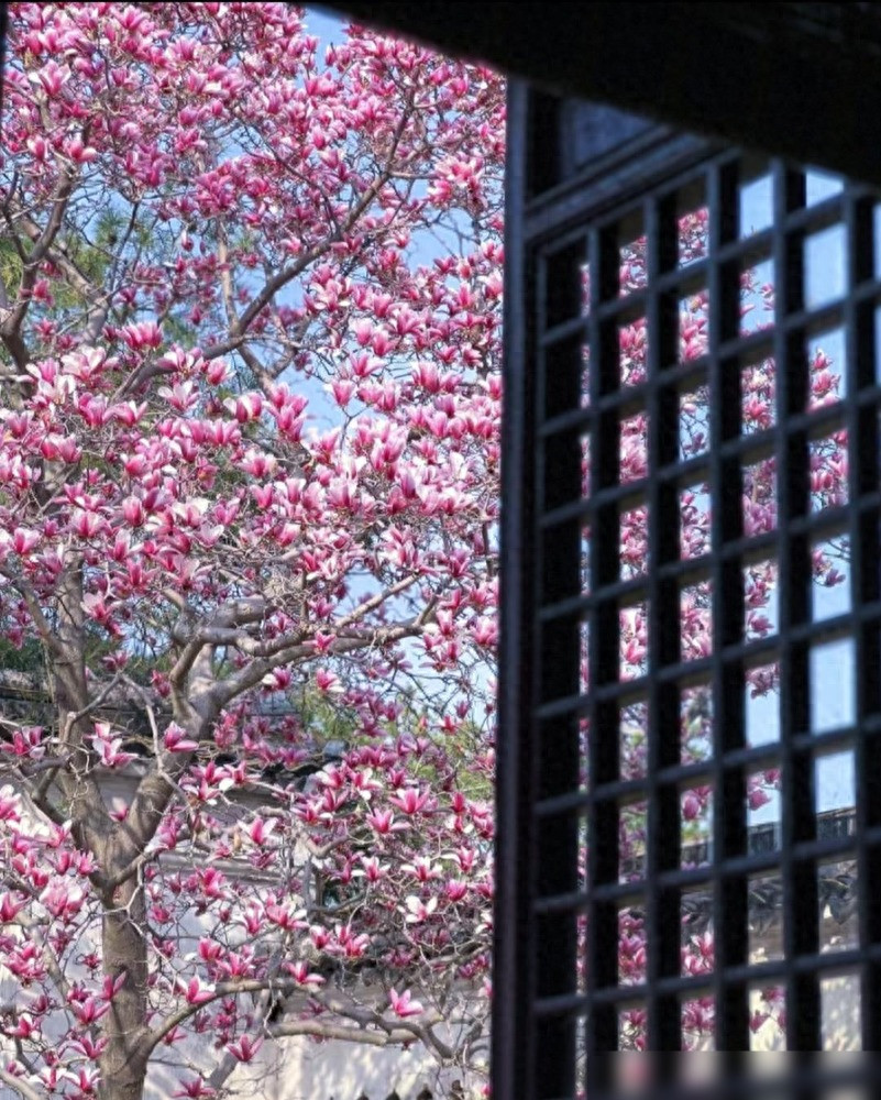  Có nhiều người ví von rằng, mộc lan giống như quý phi giữa thế giới hoa, dù có mùa xuân có "3.000 mỹ nữ" cùng nở hoa không ai nhận ra nhưng hoa mộc lan chỉ cần hé nụ, cả thế giới đều phải ngước nhìn. Loài hoa có sự pha trộn giữa màu hồng đậm và hồng nhạt, hơi tím lại pha chút trắng. Ảnh minh họa Toutiao 