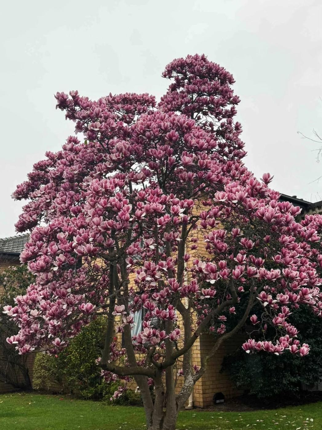  Khi cây cảnh này nở hoa vào mùa đông, từ cuối tháng 1 đến giữa tháng 3, bạn có cảm giác như mùa xuân đã đến hơi sớm. Những bông hoa "hình chiếc cốc" của nó (khá lớn, có đường kính từ 10-20cm khi bung nở, mỗi bông một ở đầu cành, đứng thẳng dưới ánh nắng mùa đông mát mẻ - và có mùi thơm rất thú vị.Ảnh minh họa Toutiao 