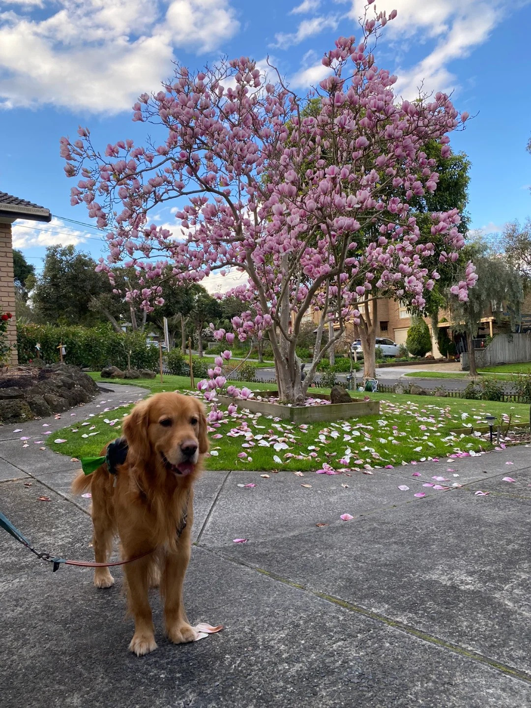 Điều đáng ngạc nhiên là những bông hoa này chỉ xuất hiện sau khi cây đã rụng hết lá, khiến vẻ ngoài sặc sỡ của chúng trên những thân cây trơ trụi càng trở nên ấn tượng hơn. Vào mùa hè và mùa thu, khi hoa đã thụ phấn và cánh hoa rụng, xuất hiện một tán lá tròn xòe rộng đáng yêu, với những chiếc lá màu xanh đậm bóng sang trọng rộng từ 5-6cam, dài 12-15cm. Ảnh minh họa Toutiao 