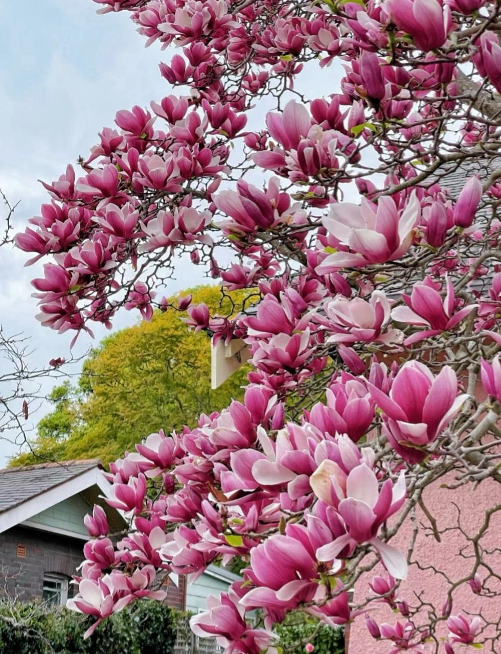 Cây cảnh mộc lan đĩa được biết đến với những bông hoa lớn, sặc sỡ nở vào cuối mùa đông, đầu mùa xuân. Những bông hoa này có thể có màu trắng, hồng hoặc tím và thường có mùi thơm. Cây mộc lan đĩa được đặt tên theo hình dạng hoa của nó, trông giống như một chiếc đĩa hoặc cốc. Ảnh minh họa Toutiao 