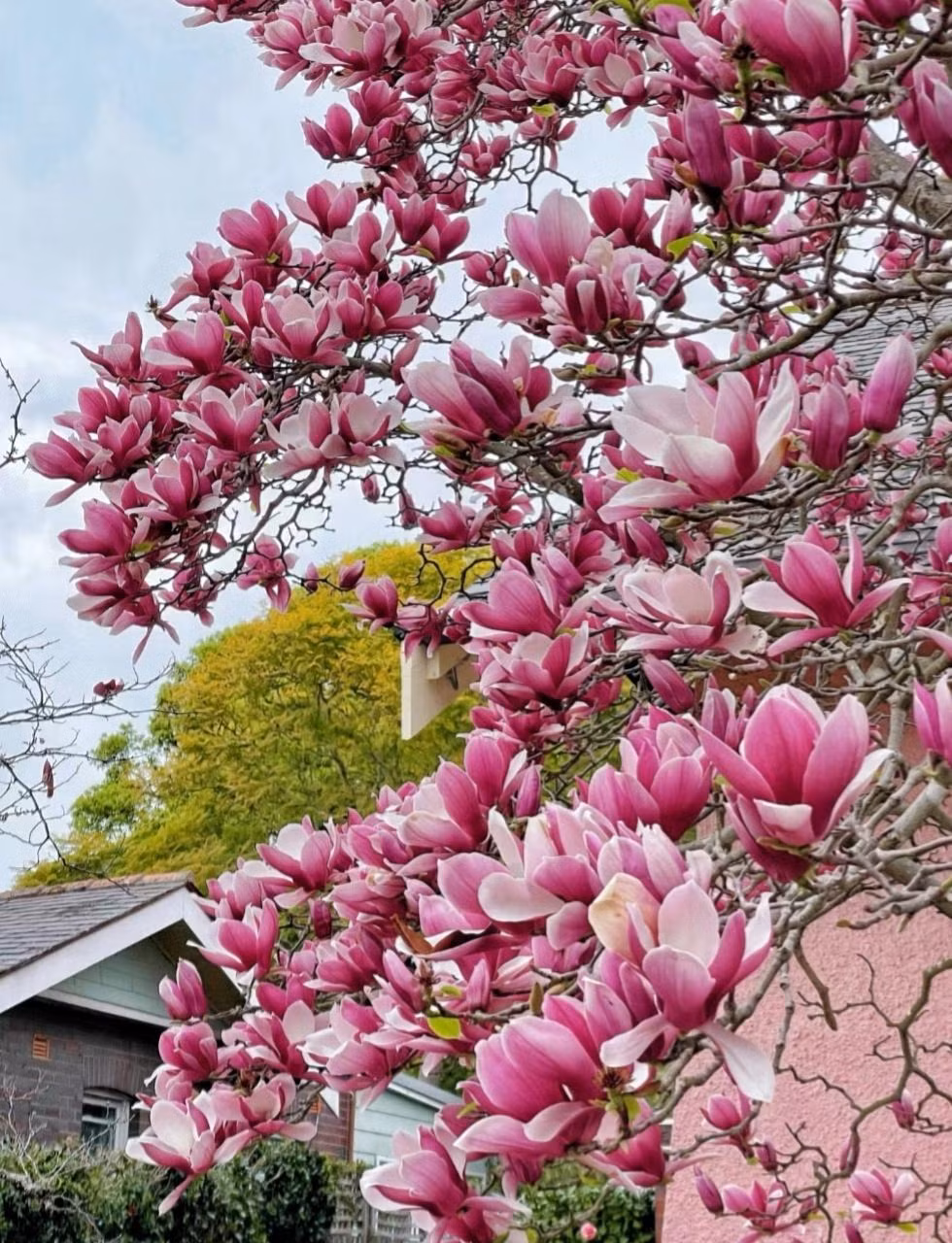 Cây cảnh mộc lan đĩa được biết đến với những bông hoa lớn, sặc sỡ nở vào cuối mùa đông, đầu mùa xuân. Những bông hoa này có thể có màu trắng, hồng hoặc tím và thường có mùi thơm. Cây mộc lan đĩa được đặt tên theo hình dạng hoa của nó, trông giống như một chiếc đĩa hoặc cốc. Ảnh minh họa Toutiao 