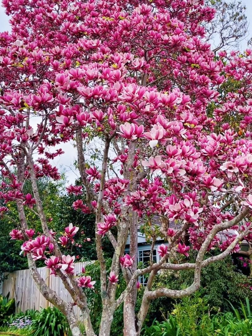  Cây cảnh này thực chất là hoa mộc lan "Nhị kiều" - 2 màu, được trồng khá rộng rãi ở vành đai xanh các nước châu Âu và châu Mỹ. Cây cao, hoa nở nhiều, lộng lẫy, mùa hè xanh, mùa xuân hoa thắm rất được ưa thích. Nếu bạn có một góc vườn, hãy trồng cho mình một cây hoa "nhị kiều" xinh đẹp này nhé! Ảnh minh họa Toutiao 