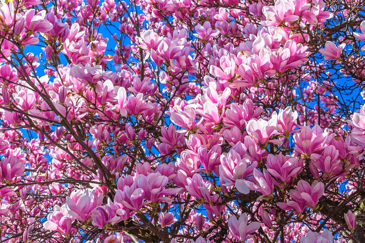  Cây mộc lan "nhị kiều" này thực chất là mộc lan đĩa (Saucer Magnolia), một loại cây rụng lá có nguồn gốc từ Đông Á. Tên khoa học của cây này là Magnolia x soulangiana. Cây cảnh này là sản phẩm của sự lai giống giữa 2 loài mộc lan Magnolia liliflora và Magnolia denudata. Ảnh minh họa Toutiao