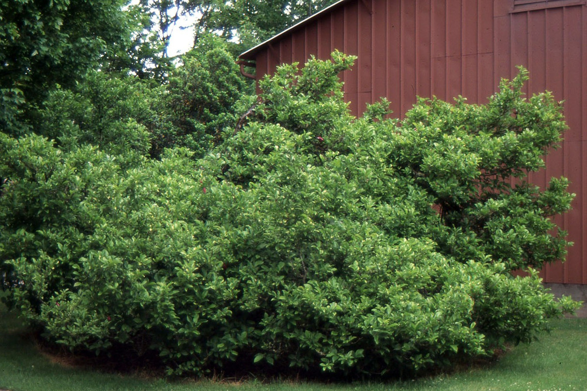  Cây mộc lan đĩa là một lựa chọn phổ biến để làm cảnh vì hoa đẹp và vẻ ngoài nổi bật. Những cây này có thể phát triển khá lớn, đạt chiều cao đến 9-10m trở lên. Đôi khi nó được gọi là hoa mộc lan tulip. Cây cảnh này thường phát triển như một loại cây bụi nhiều thân nhưng có thể được tạo hình, nó sẽ phát triển thành cây thân gỗ. Ảnh minh họa landscapeplants.oregonstate 