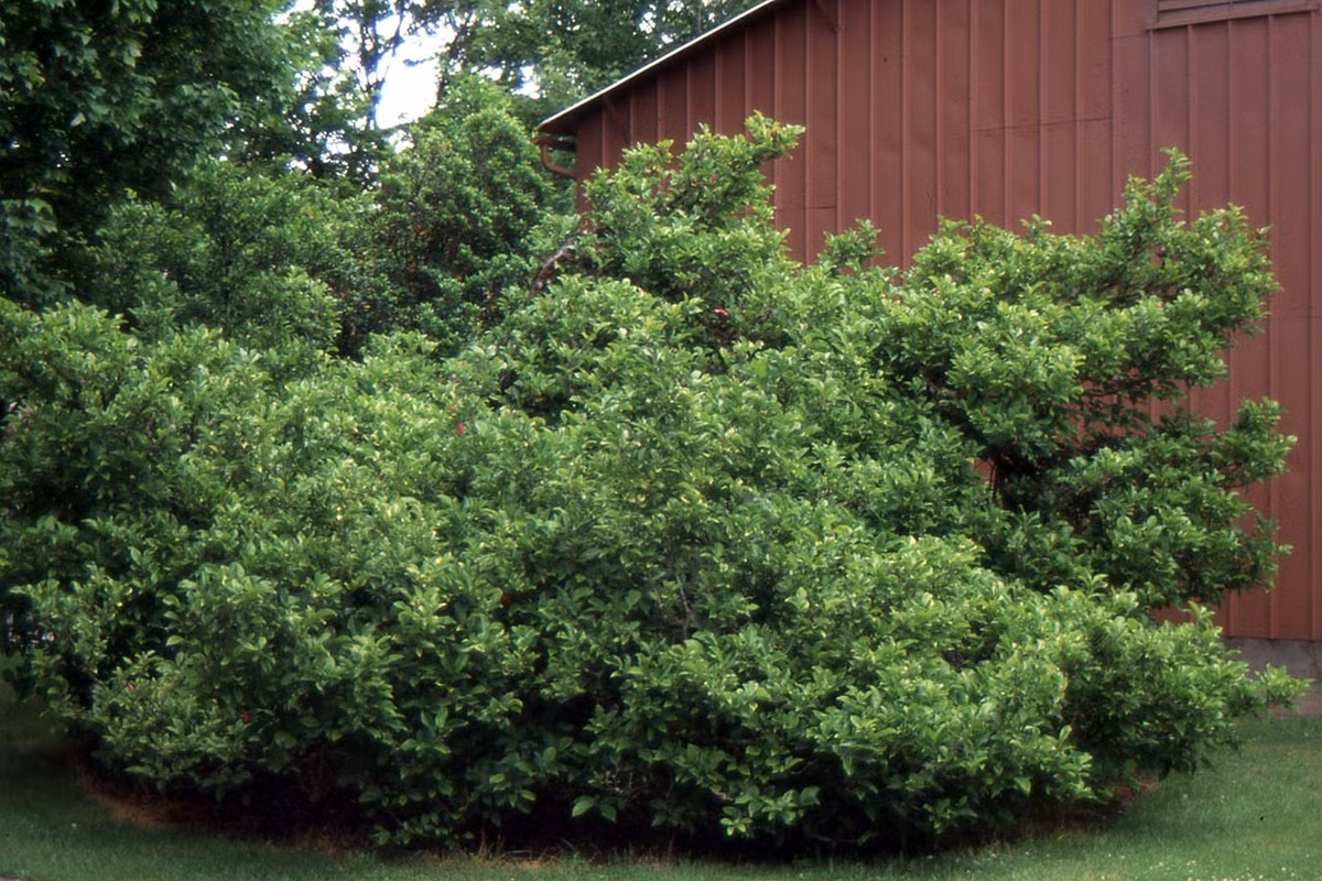  Cây mộc lan đĩa là một lựa chọn phổ biến để làm cảnh vì hoa đẹp và vẻ ngoài nổi bật. Những cây này có thể phát triển khá lớn, đạt chiều cao đến 9-10m trở lên. Đôi khi nó được gọi là hoa mộc lan tulip. Cây cảnh này thường phát triển như một loại cây bụi nhiều thân nhưng có thể được tạo hình, nó sẽ phát triển thành cây thân gỗ. Ảnh minh họa landscapeplants.oregonstate 