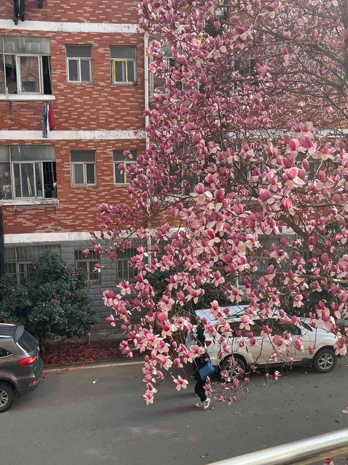  Những chiếc lá xanh chuyển sang màu nâu khi chúng già đi. Vào đầu mùa đông, khi cây hoàn toàn ngủ đông, lớp vỏ nhẵn, màu xám lộ ra hình dáng phân nhánh mỏng manh. Cây cảnh này phát triển tốt nhất dưới ánh nắng đầy đủ với đất ẩm, có tính axit và thoát nước tốt. Nó có khả năng chống chịu lại căng thẳng tốt hơn các cây bố mẹ và có khả năng thích nghi cao. Ảnh minh họa Toutiao 