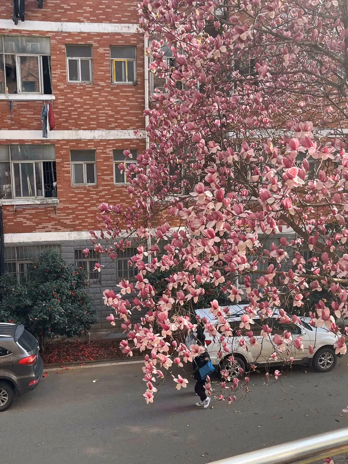  Những chiếc lá xanh chuyển sang màu nâu khi chúng già đi. Vào đầu mùa đông, khi cây hoàn toàn ngủ đông, lớp vỏ nhẵn, màu xám lộ ra hình dáng phân nhánh mỏng manh. Cây cảnh này phát triển tốt nhất dưới ánh nắng đầy đủ với đất ẩm, có tính axit và thoát nước tốt. Nó có khả năng chống chịu lại căng thẳng tốt hơn các cây bố mẹ và có khả năng thích nghi cao. Ảnh minh họa Toutiao 