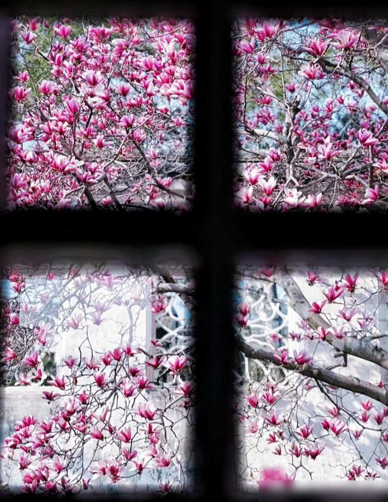  Cánh hoa của chúng có màu trắng ở bên trong và nhuốm màu hồng hoặc từ đỏ đậm đến đỏ nhạt, pha tím ở bên ngoài. Chính vì một bông hoa có 2 màu sắc kiều diễm nên người ta còn gọi loài hoa này là mộc lan "nhị kiều" - 2 người đẹp.Ảnh minh họa Toutiao