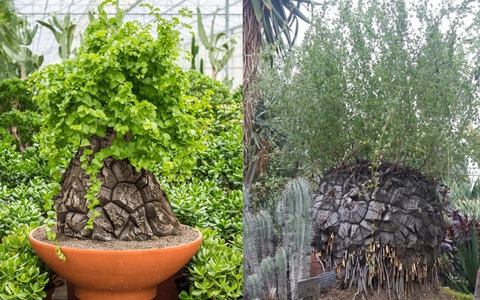  Mai rùa cũng thường được sử dụng trong các vật trang sức, đồ trang trí phong thủy, tượng trưng cho hòa bình, cát tường, đoàn tụ, giàu có, trường thọ và sức mạnh. 