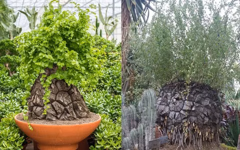  Mai rùa cũng thường được sử dụng trong các vật trang sức, đồ trang trí phong thủy, tượng trưng cho hòa bình, cát tường, đoàn tụ, giàu có, trường thọ và sức mạnh. 