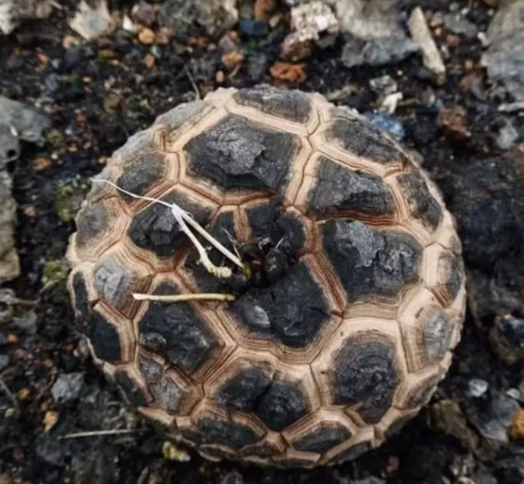  Nó cũng tượng trưng của sự trường thọ, sức khỏe cũng như may mắn, mang lại tài lộc cho gia chủ. Nuôi một "chú rùa" trong nhà sẽ đem lại linh khí và may mắn cho gia đình.