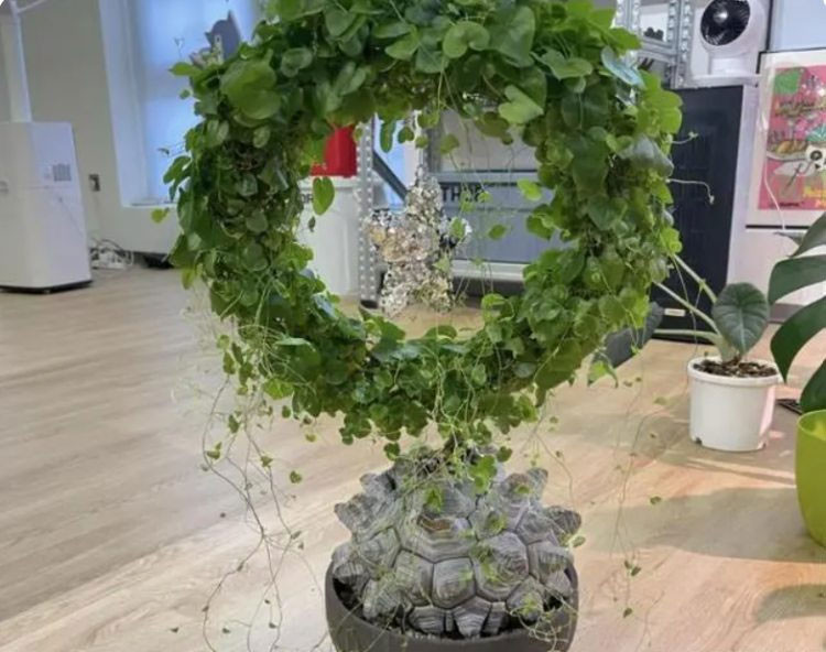  Ý nghĩa của cây cảnh mai rùa: Trong văn hóa xưa, người ta tin rằng rùa có thể mang lại điềm lành cho con người và có linh khí nhìn xa trông rộng. Việc đặt rùa ngọc tự nhiên trong phong thủy có thể điều chỉnh và cải thiện từ trường trong phòng và con người, cải thiện vận may, phú quý, xua đuổi tà khí và những linh hồn xấu xa. 