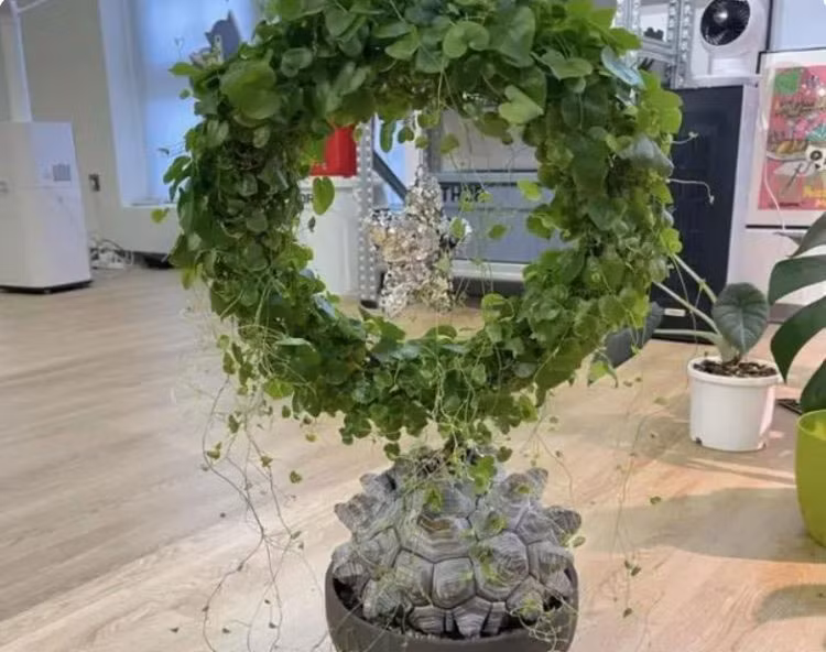  Ý nghĩa của cây cảnh mai rùa: Trong văn hóa xưa, người ta tin rằng rùa có thể mang lại điềm lành cho con người và có linh khí nhìn xa trông rộng. Việc đặt rùa ngọc tự nhiên trong phong thủy có thể điều chỉnh và cải thiện từ trường trong phòng và con người, cải thiện vận may, phú quý, xua đuổi tà khí và những linh hồn xấu xa. 