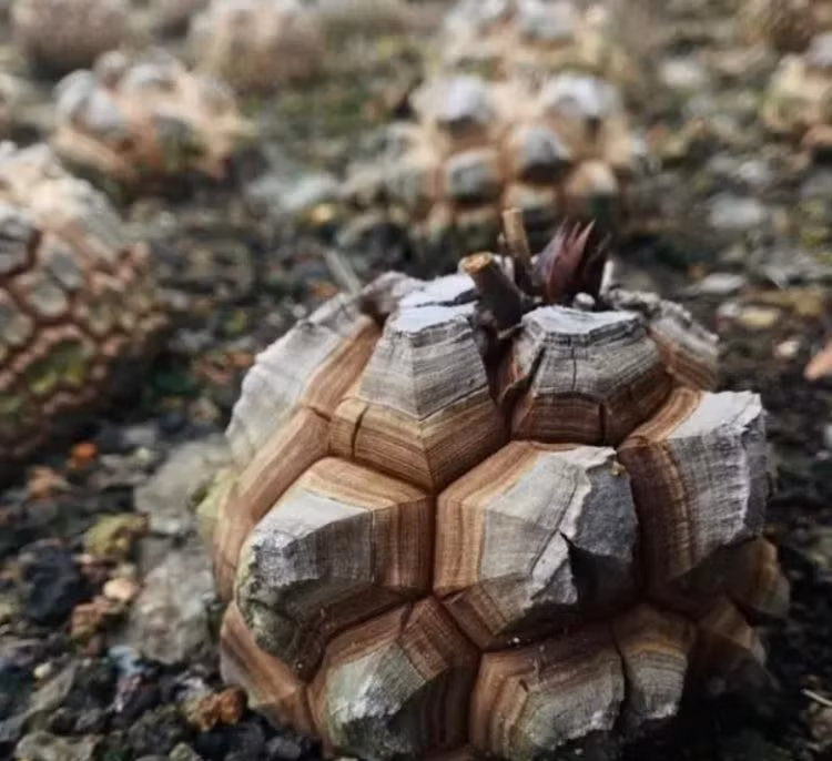 Cây cảnh này độc hại đối với con người và vật nuôi. Tất cả các bộ phận của cây đều chứa saponin. Vì vậy, khi trẻ em hoặc vật nuôi tiêu thụ chúng có thể dẫn đến ngộ độc nặng. Nếu bạn trồng cây mai rùa trong nhà, hãy đảm bảo bạn đặt nó ở nơi xa tầm với của trẻ em hoặc thú cưng.